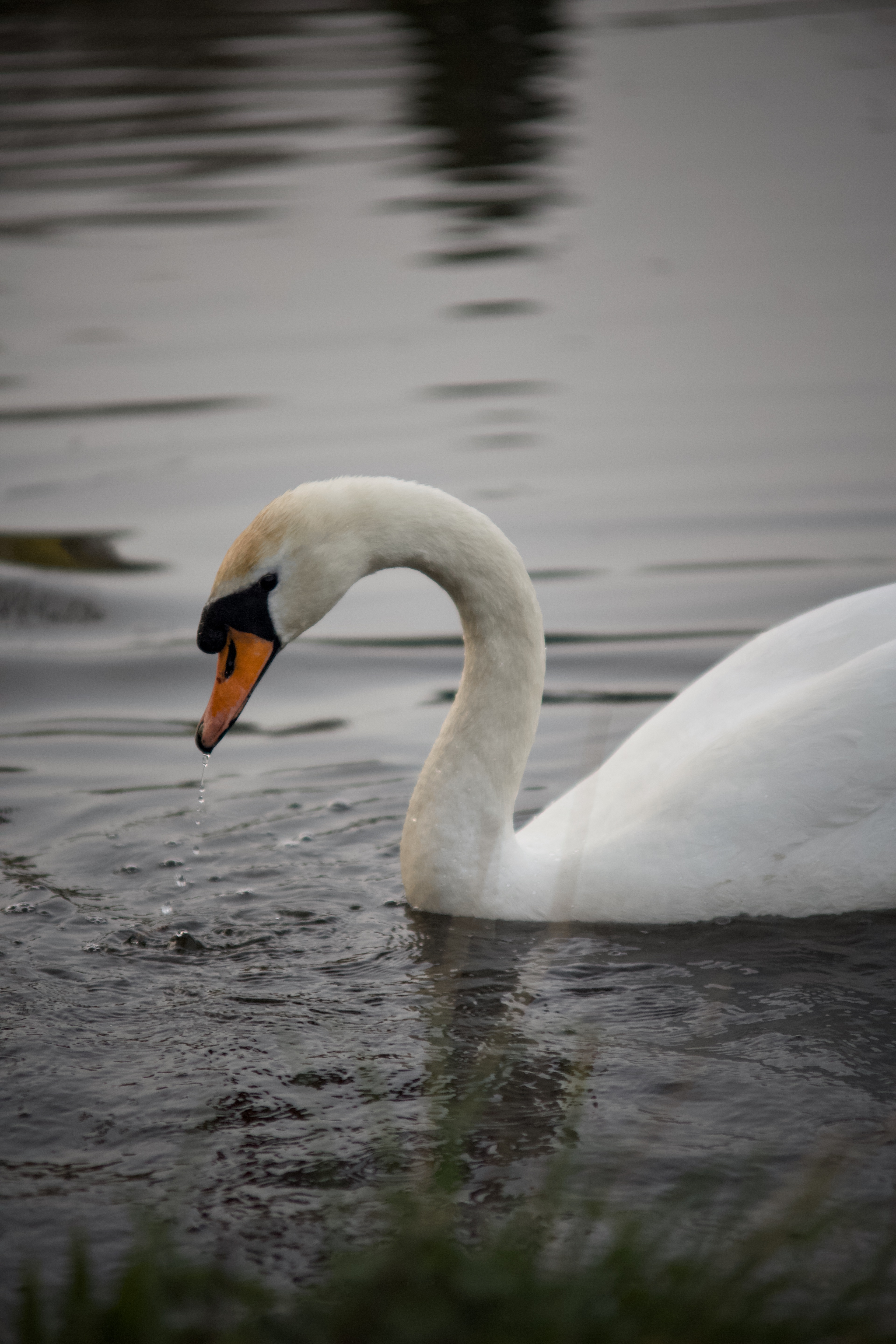 The Ivory Curve Defined — a white swan on calm water, its neck in an elegant arc