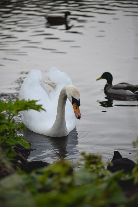 ea96c32f0b1a3f5335f3a17cd3961c6b903d772c