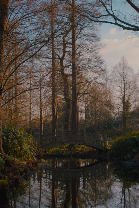 A serene, golden hour landscape featuring a wooden bridge over a reflective pond, framed by tall, bare trees against a pale blue sky.