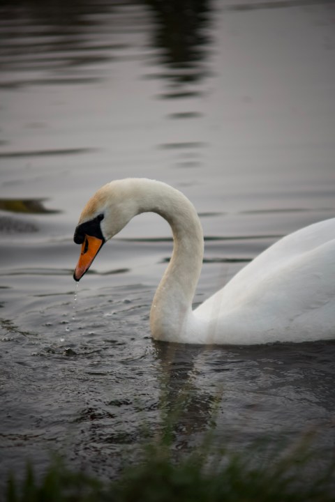 A close-up photograph of a white swan floating on a calm pond, its long neck elegantly curved downward as a single drop of water falls from its orange beak.